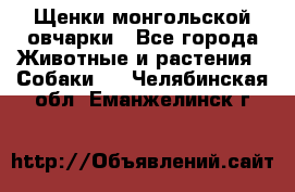 Щенки монгольской овчарки - Все города Животные и растения » Собаки   . Челябинская обл.,Еманжелинск г.